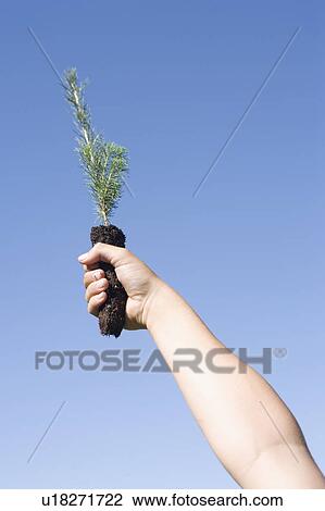 Hands holding up tree seedlings, Winnipeg, Canada View Large Photo Image Stock Image - Hands holding up tree seedlings, Winnipeg, Canada. Fotosearch