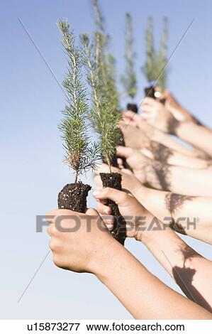 Stock Photo - Hands holding up tree seedlings, Winnipeg, Canada. Fotosearch