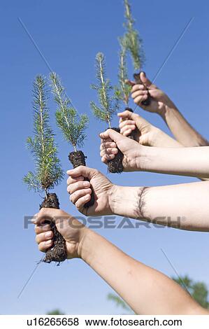 Stock Photo - Hands holding up tree seedlings, Winnipeg, Canada. Fotosearch