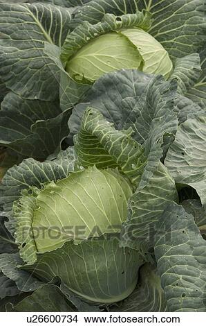 harvest of green cabbage, Quebec View Large Photo Image Picture - harvest of green cabbage, Quebec. Fotosearch