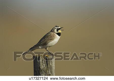 Picture - Horned lark, singing while perched on fence post, Saskatchewan, Canada. Fotosearch