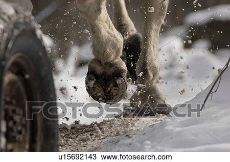 Stock Image - Horse hoofs, winter logging, Westina Stables, Sutton, Eastern Townships, Quebec. Fotosearch