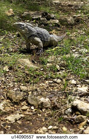 Stock Photo - Iguana crawling on ground, CamagÃƒÂ¼ey, Cuba. Fotosearch