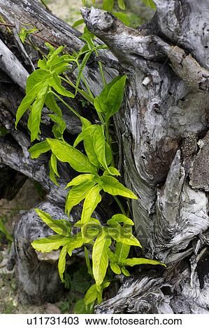 Leaves growing out of old tree bark, Camagüey, Cuba View Large Photo Image Stock Image - Leaves growing out of old tree bark, Camagüey, Cuba. Fotosearch