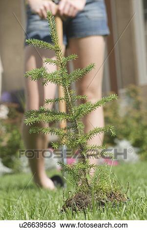 Stock Image - Low angle, person digging hole for small fir tree, Brandon, Canada. Fotosearch