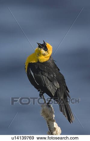 Stock Photo - Male yellow-headed blackbird perches on cattail in marsh and sings to advertise ownership of his territory. Saskatchewan, Canada. Fotosearch
