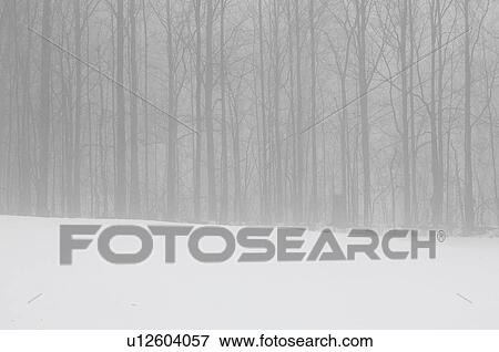 Misty forest, Eastern Townships, Quebec View Large Photo Image Stock Photo - Misty forest, Eastern Townships, Quebec. Fotosearch