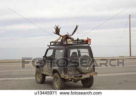 Moose head strapped to car roof, Gaspesie, Quebec View Large Photo Image Stock Image - Moose head strapped to car roof, Gaspesie, Quebec. Fotosearch