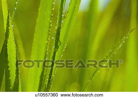 Stock Image - Organic Recycling, kitchen compost pail. Fotosearch