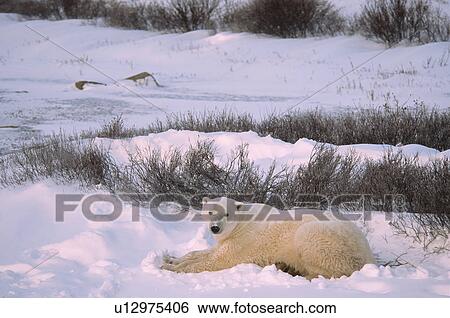 Stock Photograph - Polar bear rests in snow, near Churchill, Manitoba. Fotosearch