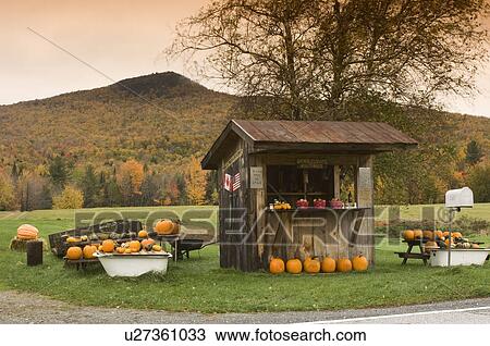 Pumpkins for sale at roadside shack, Eastern Townships, Quebec View Large Photo Image Stock Image - Pumpkins for sale at roadside shack, Eastern Townships, Quebec. Fotosearch