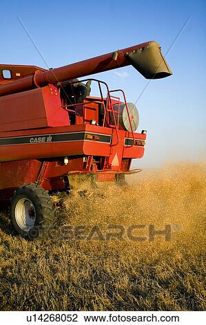 Rear end of combine with flying straw, dust, chafe, Saskatchewan View Large Photo Image Stock Image - Rear end of combine with flying straw, dust, chafe, Saskatchewan. Fotosearch