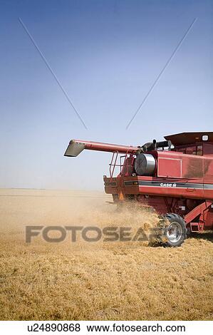 Rear side of combine in field of lentils, Saskatchewan View Large Photo Image Stock Photo - Rear side of combine in field of lentils, Saskatchewan. Fotosearch