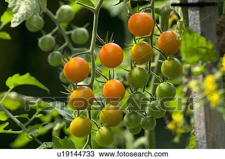 Red and green tomatoes View Large Photo Image Stock Image - Red and green tomatoes. Fotosearch