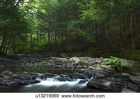Stock Photo - River runs through a forest, Eastern Townships, Quebec. Fotosearch