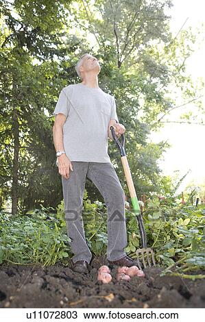 Stock Image - Senior man digging potatoes in garden looks upward, Winnipeg, Canada. Fotosearch