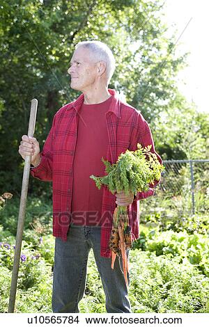 Picture - Senior man in backyard garden with carrots and hoe, Winnipeg, Canada. Fotosearch