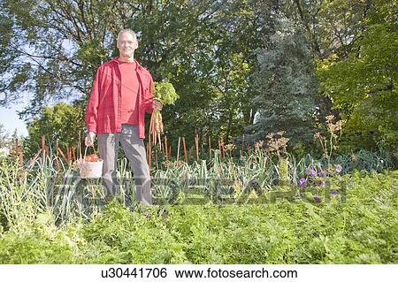 Senior man in backyard garden with carrots and tomatoes, Winnipeg, Canada View Large Photo Image Stock Photograph - Senior man in backyard garden with carrots and tomatoes, Winnipeg, Canada. Fotosearch
