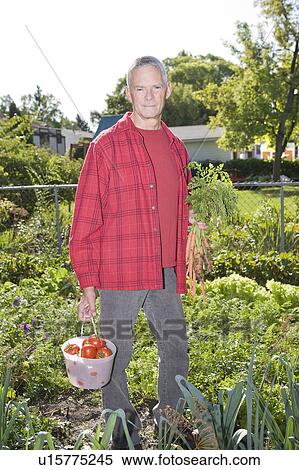 Stock Photography - Senior man in backyard garden with carrots and tomatoes, Winnipeg, Canada. Fotosearch