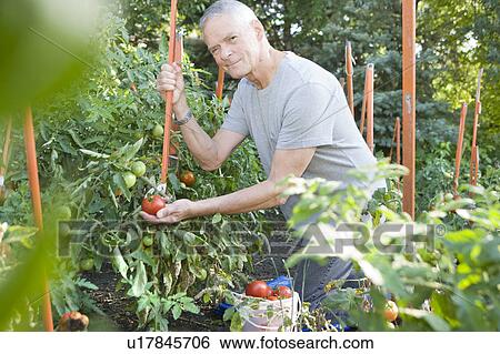 Senior man kneels to look at tomatoes in backyard garden, Winnipeg, Canada View Large Photo Image Stock Photograph - Senior man kneels to look at tomatoes in backyard garden, Winnipeg, Canada. Fotosearch