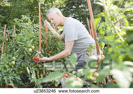 Senior man kneels to look at tomatoes in backyard garden, Winnipeg, Canada View Large Photo Image Stock Photograph - Senior man kneels to look at tomatoes in backyard garden, Winnipeg, Canada. Fotosearch