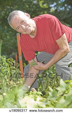 Stock Photo - Senior man picking beans in garden, Wnnipeg, Canada. Fotosearch
