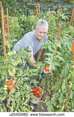 Stock Image - Senior man picking tomatoes in garden, Winnipeg, Canada. Fotosearch