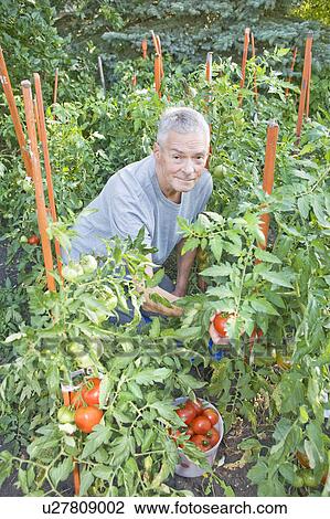 Stock Image - Senior man picking tomatoes in garden, Winnipeg, Canada. Fotosearch