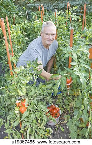 Stock Photography - Senior man picking tomatoes in garden, Winnipeg, Canada. Fotosearch