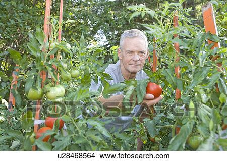 Picture - Senior man reaches out to pick tomato, Winnipeg, Canada. Fotosearch