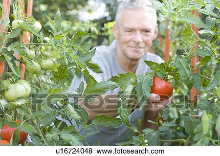 Stock Photo - Senior man reaches out to pick tomato, Winnipeg, Canada. Fotosearch
