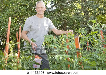 Stock Photo - Senior man with tomatoes in garden, Winnipeg, Canada. Fotosearch