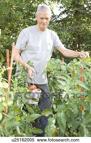 Senior man with tomatoes in garden, Winnipeg, Canada View Large Photo Image Stock Photography - Senior man with tomatoes in garden, Winnipeg, Canada. Fotosearch