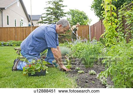 Stock Image - Senior man working in backyard garden, Winnipeg, Canada. Fotosearch