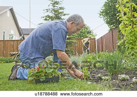 Senior man working in backyard garden, Winnipeg, Canada View Large Photo Image Stock Photo - Senior man working in backyard garden, Winnipeg, Canada. Fotosearch