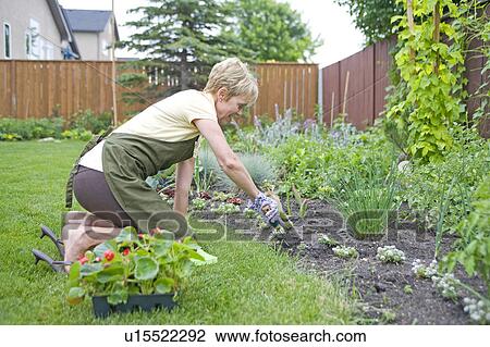 Stock Image - Senior woman working in backyard garden, Winnipeg, Canada. Fotosearch