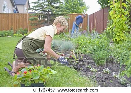Stock Photo - Senior woman working in backyard garden, Winnipeg, Canada. Fotosearch