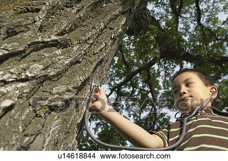 Picture - Seven year old boy with stethescope placed on tree, Winnipeg, Canada. Fotosearch
