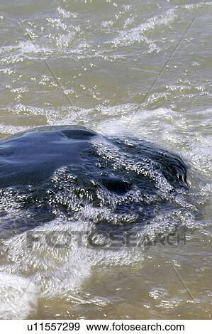 Stock Photo - Single rock being washed over by tide, Ontario. Fotosearch