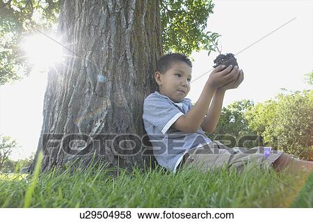 Six year old boy holds small tree, seated beside large tree, Winnipeg, Canada View Large Photo Image Stock Photo - Six year old boy holds small tree, seated beside large tree, Winnipeg, Canada. Fotosearch