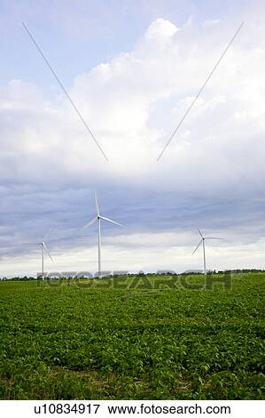 Stock Photo - Three wind turbines in field, Tiverton, Bruce Peninsula, Ontario. Fotosearch
