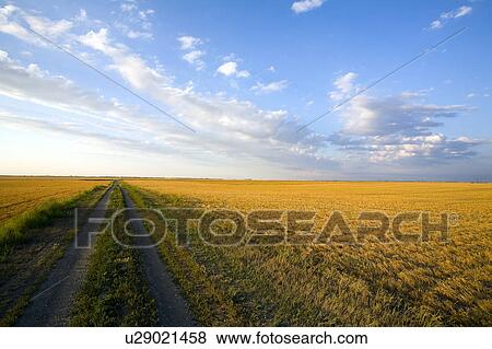 Stock Photo - Trail in stubble field, Saskatchewan. Fotosearch