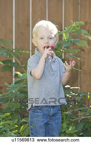Two year old boy eating raspberries from backyard garden, Winnipeg, Canada View Large Photo Image Stock Image - Two year old boy eating raspberries from backyard garden, Winnipeg, Canada. Fotosearch