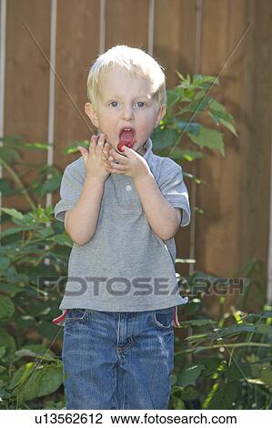 Two year old boy eating raspberries from backyard garden, Winnipeg, Canada View Large Photo Image Stock Image - Two year old boy eating raspberries from backyard garden, Winnipeg, Canada. Fotosearch