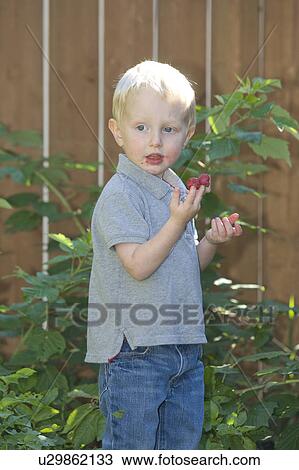 Stock Image - Two year old boy eating raspberries from backyard garden, Winnipeg, Canada. Fotosearch
