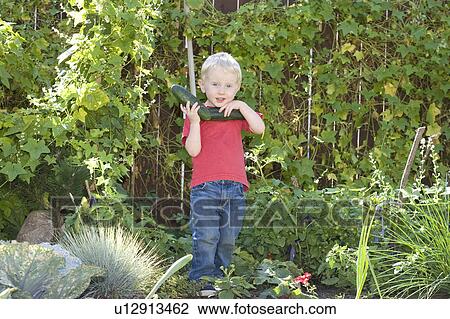 Two year old boy holding cucumbers in backyard garden, Winnipeg, Canada View Large Photo Image Stock Image - Two year old boy holding cucumbers in backyard garden, Winnipeg, Canada. Fotosearch