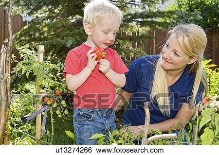 Two-year-old boy with mother eats tomotoes from backyard garden, Winnipeg, Canada View Large Photo Image Stock Photograph - Two-year-old boy with mother eats tomotoes from backyard garden, Winnipeg, Canada. Fotosearch
