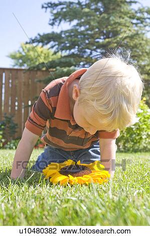 Two year old points at ladybug on sunflower, Winnipeg, Canada View Large Photo Image Stock Image - Two year old points at ladybug on sunflower, Winnipeg, Canada. Fotosearch