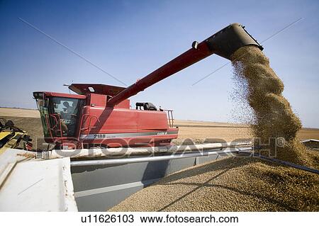 Unloading lentils into truck, Saskatchewan View Large Photo Image Stock Image - Unloading lentils into truck, Saskatchewan. Fotosearch
