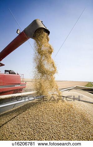 Unloading lentils into truck, Saskatchewan View Large Photo Image Stock Image - Unloading lentils into truck, Saskatchewan. Fotosearch